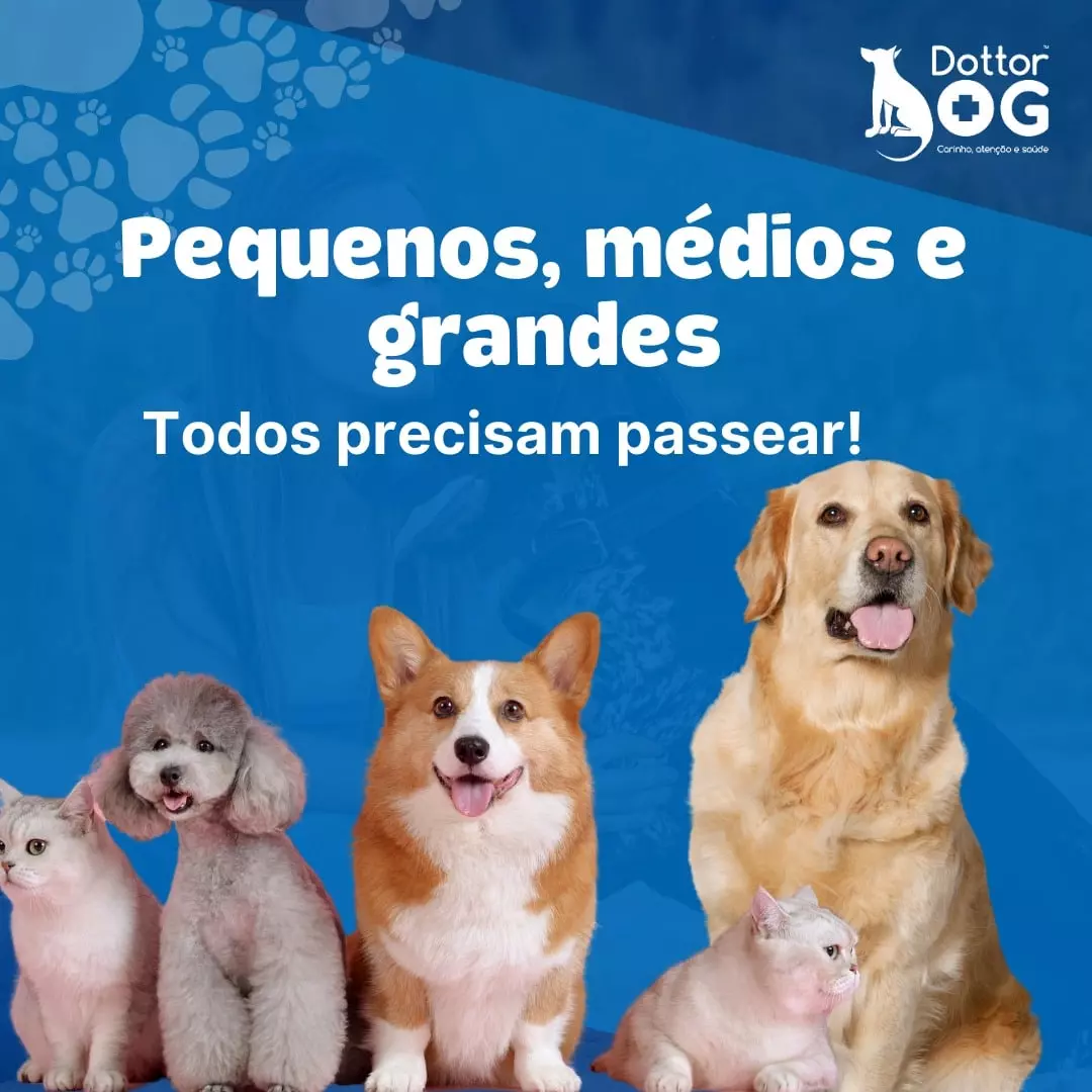 PASSEAR COM CACHORRO: VEJA POR QUE  É TÃO IMPORTANTE